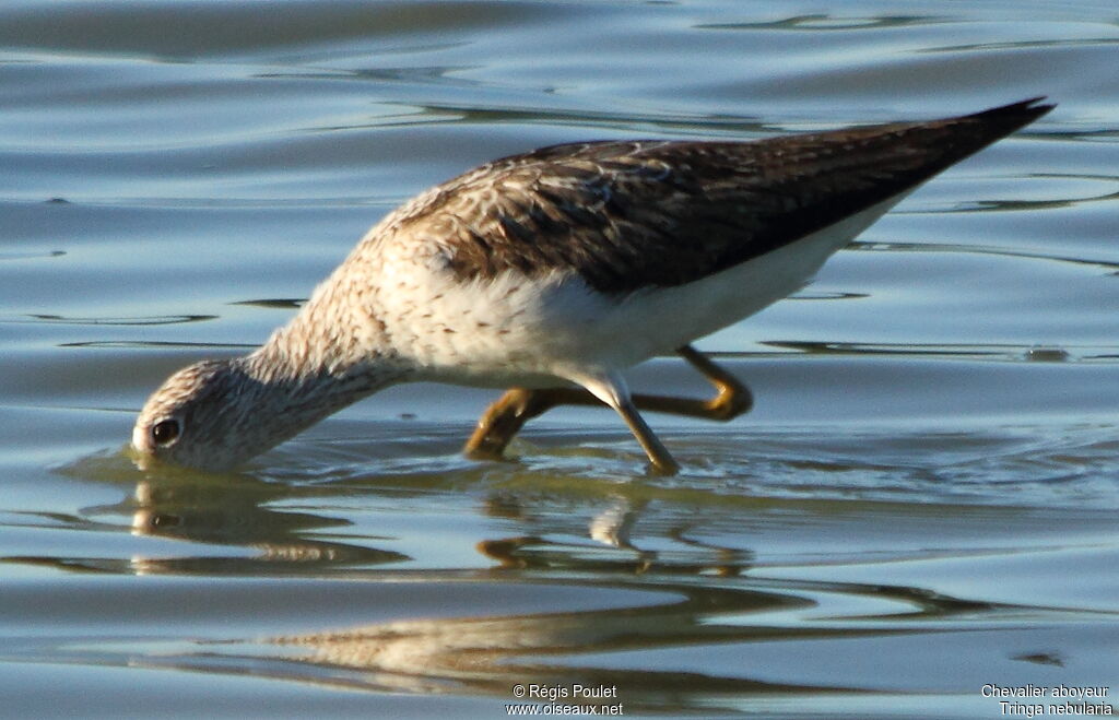 Common Greenshank