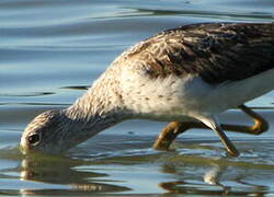 Common Greenshank