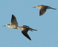 Spotted Redshank