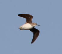 Green Sandpiper