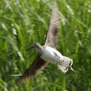 Green Sandpiper