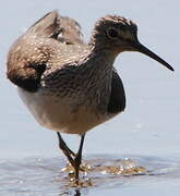 Green Sandpiper