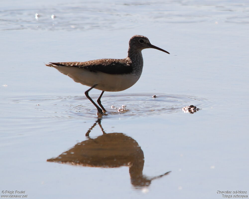 Green Sandpiper