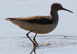 Green Sandpiper