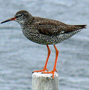 Common Redshank (robusta)