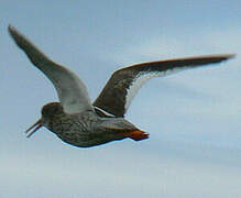 Common Redshank (robusta)