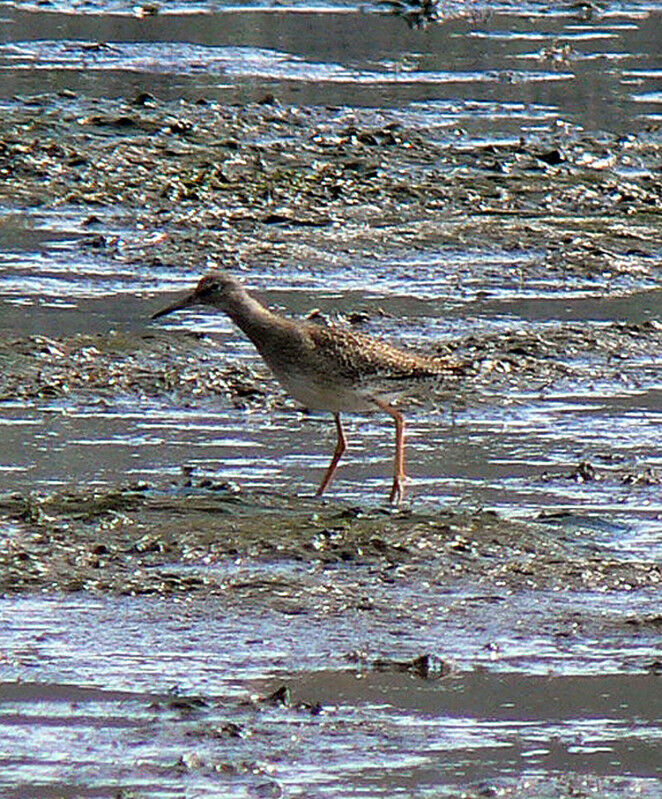 Common Redshank (robusta)