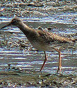 Common Redshank (robusta)