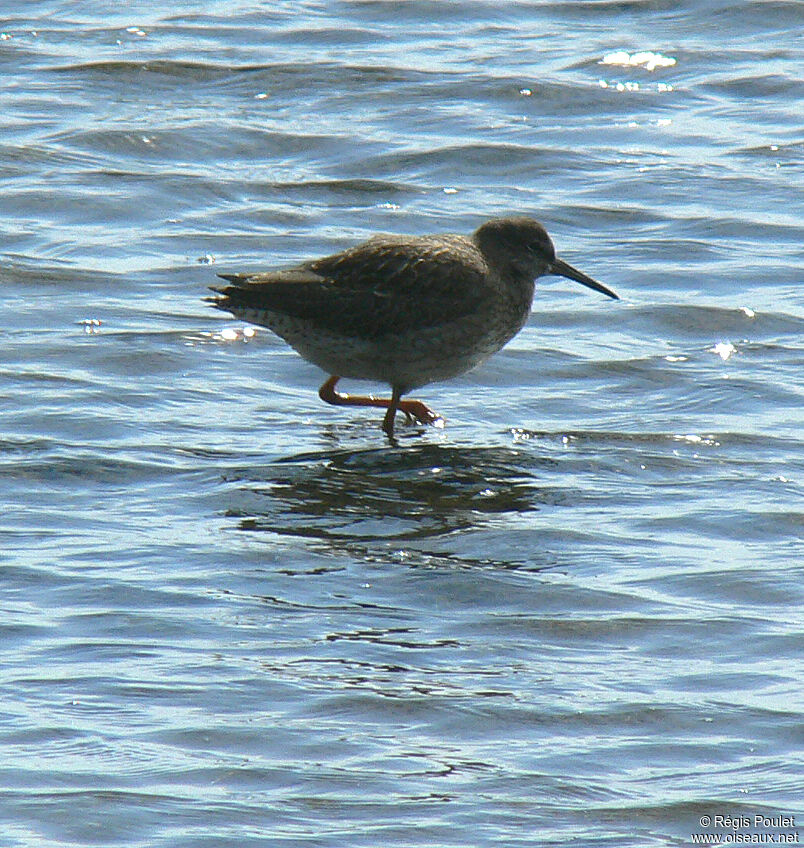 Common Redshank (robusta)juvenile