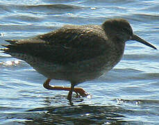 Common Redshank (robusta)