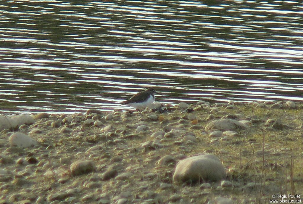 Common Sandpiper