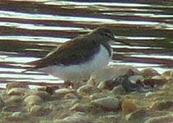 Common Sandpiper