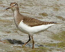 Common Sandpiper