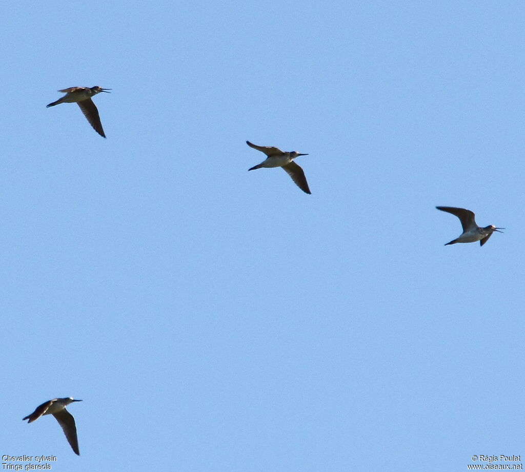 Wood Sandpiper, Flight