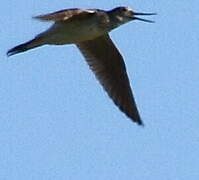 Wood Sandpiper