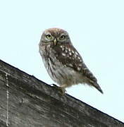 Little Owl