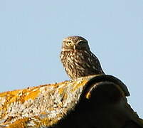 Little Owl