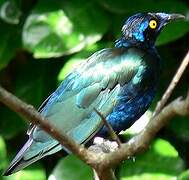 Purple Starling