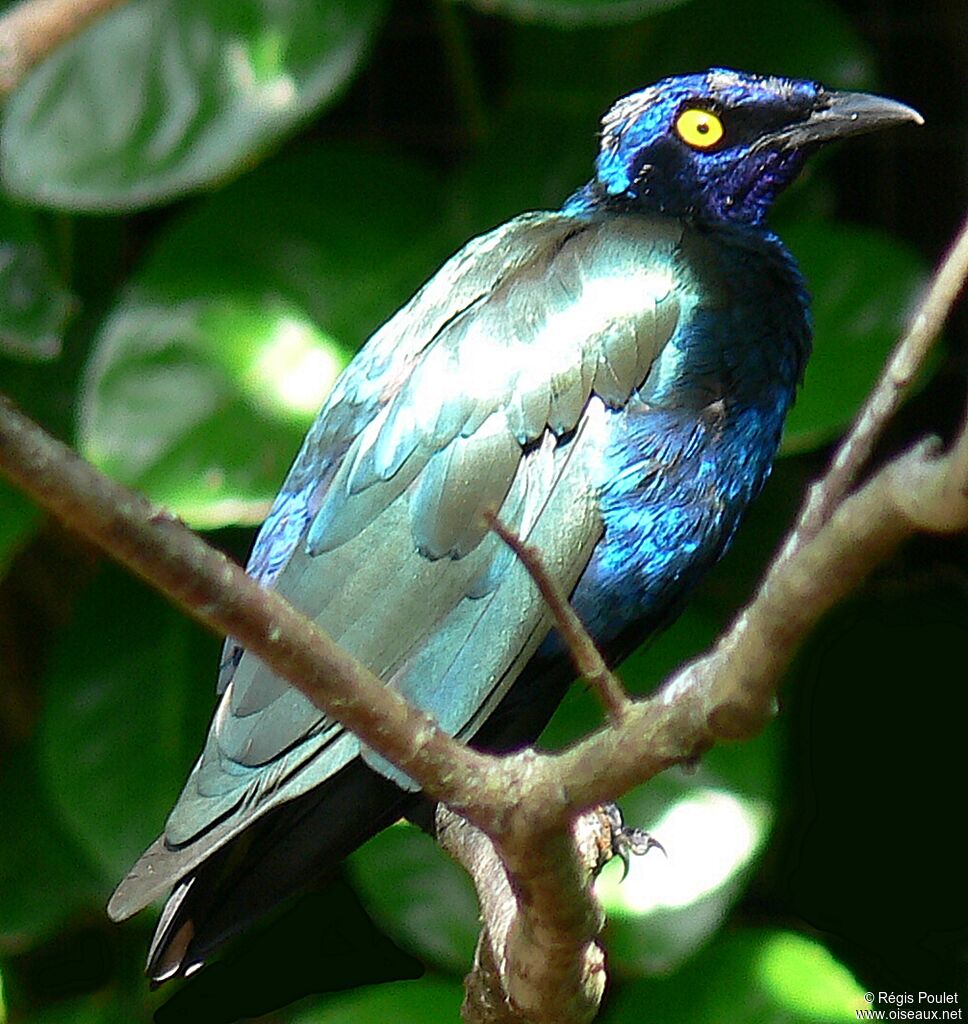 Purple Starling, identification