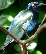 Purple Starling