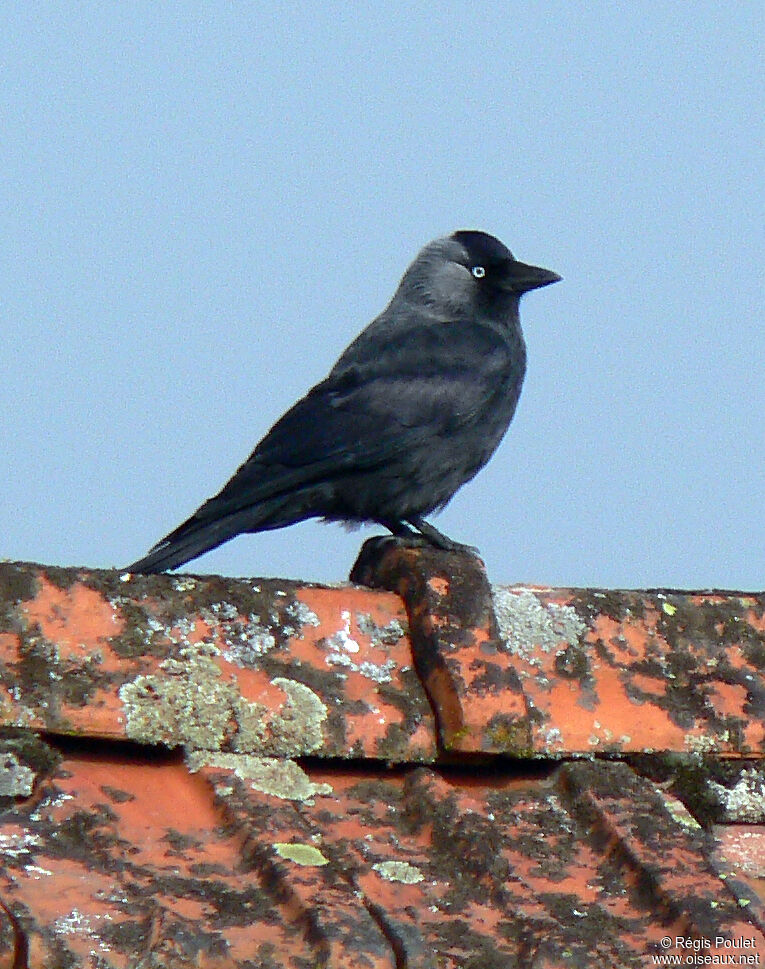 Choucas des toursadulte, identification