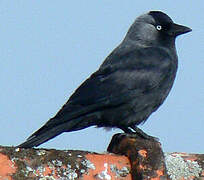 Western Jackdaw