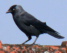 Western Jackdaw