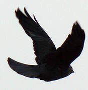 Western Jackdaw