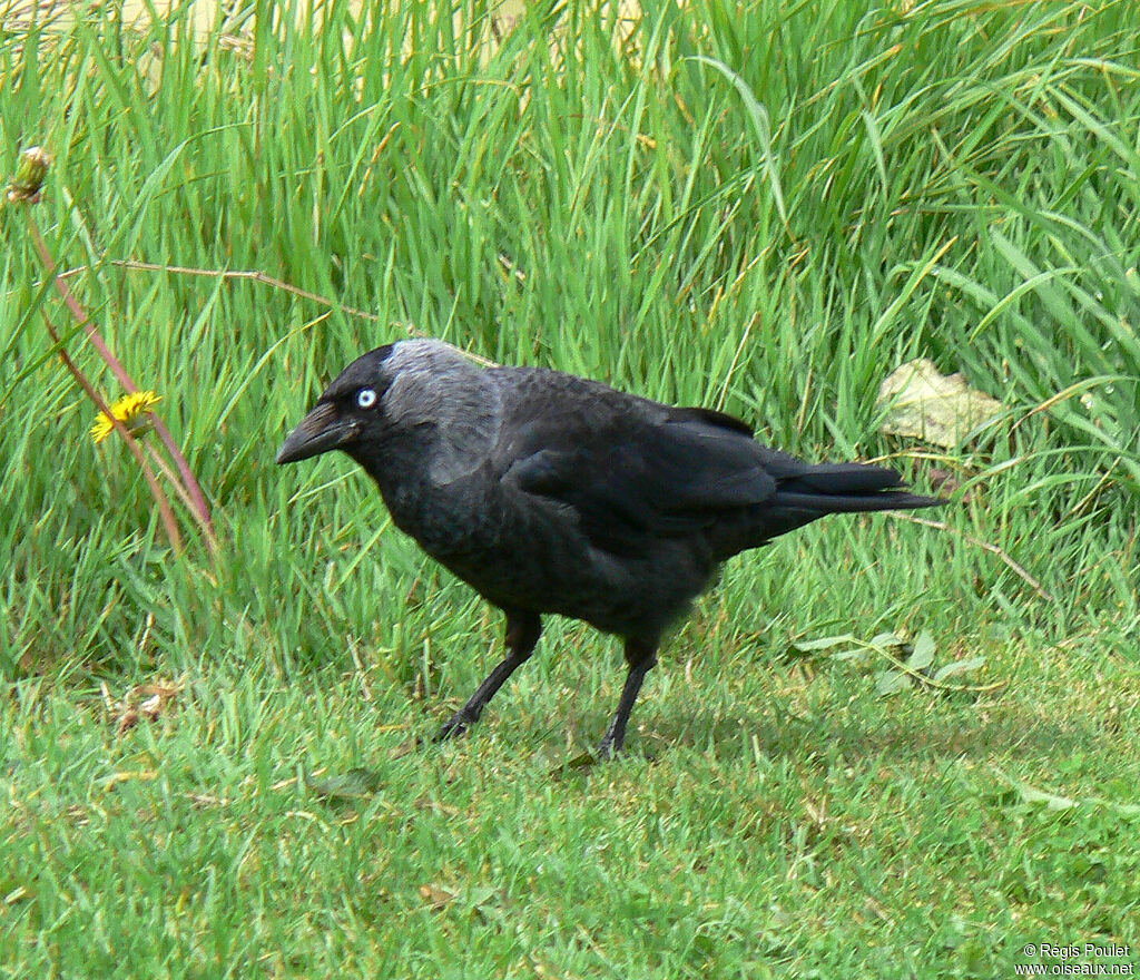 Western Jackdawadult, identification