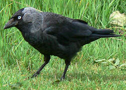 Western Jackdaw