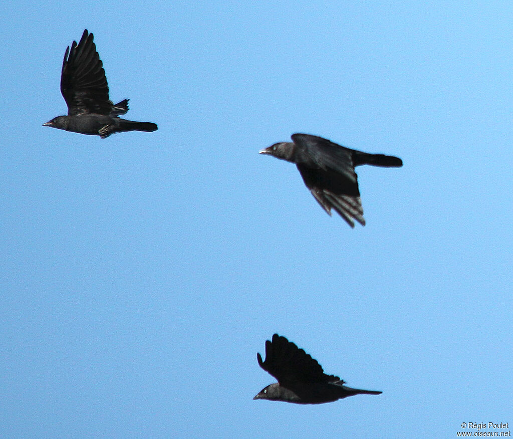 Western Jackdaw, Flight