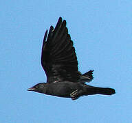 Western Jackdaw