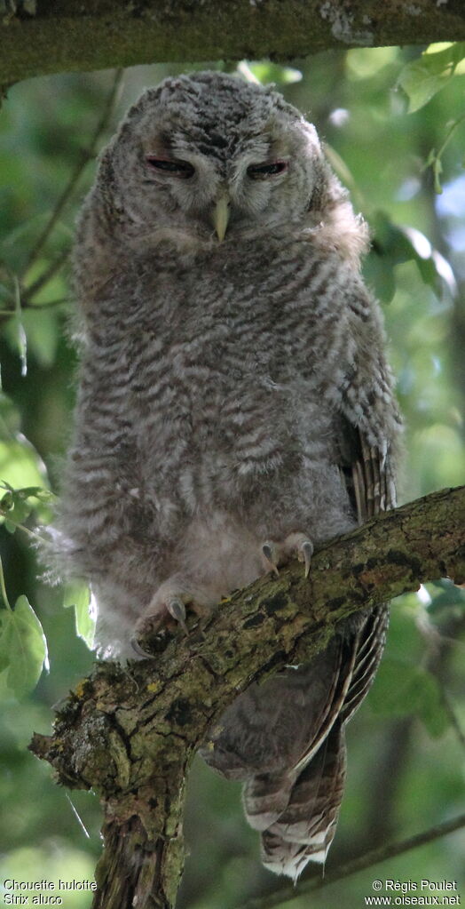 Tawny Owljuvenile