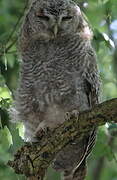 Tawny Owl