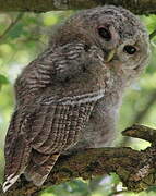 Tawny Owl