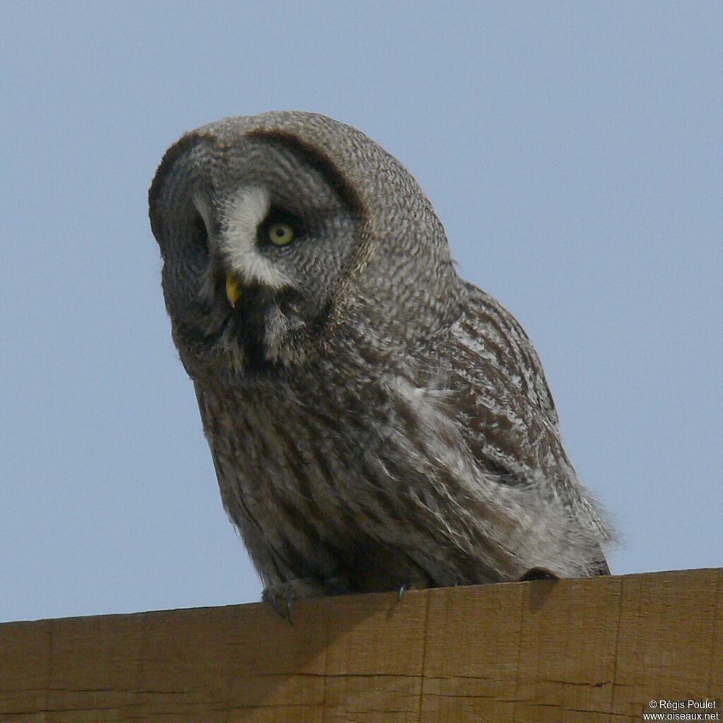 Great Grey Owladult