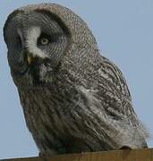 Great Grey Owl