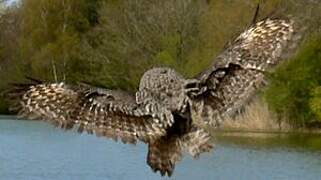 Great Grey Owl