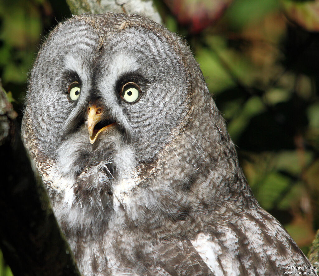 Great Grey Owl, identification