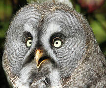 Great Grey Owl