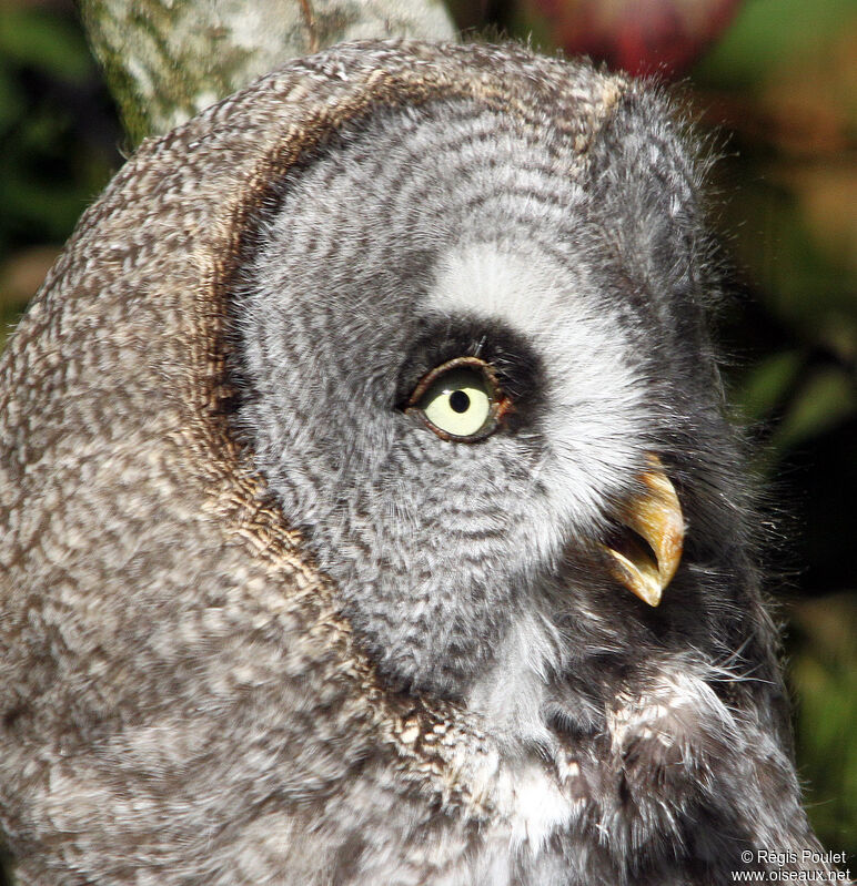Great Grey Owl, identification