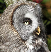 Great Grey Owl