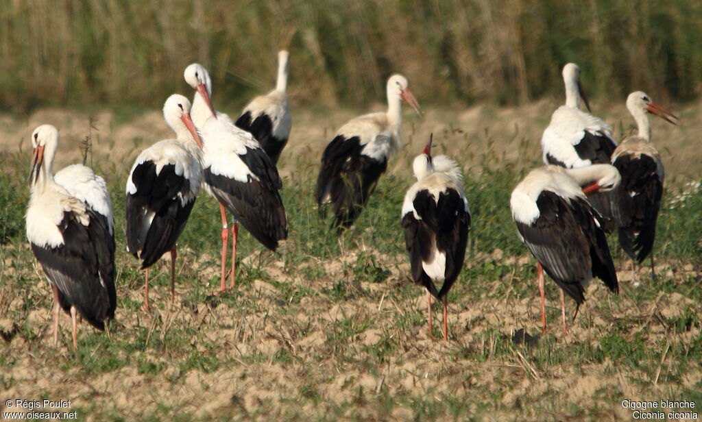 Cigogne blanche