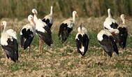 Cigogne blanche