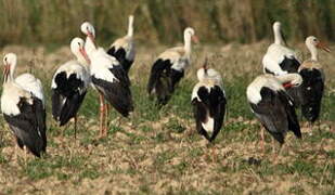 White Stork