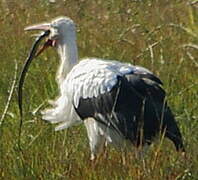 White Stork