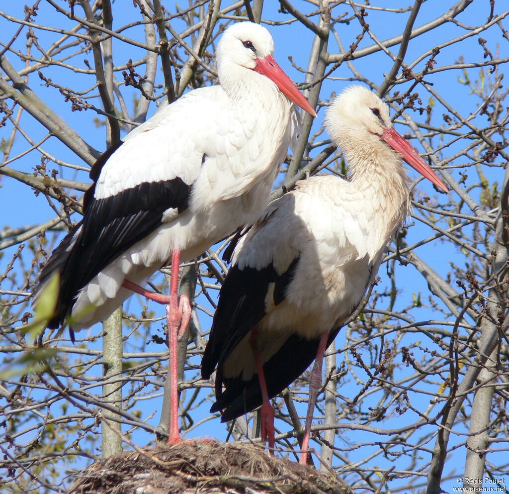 White Stork adult