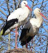 Cigogne blanche