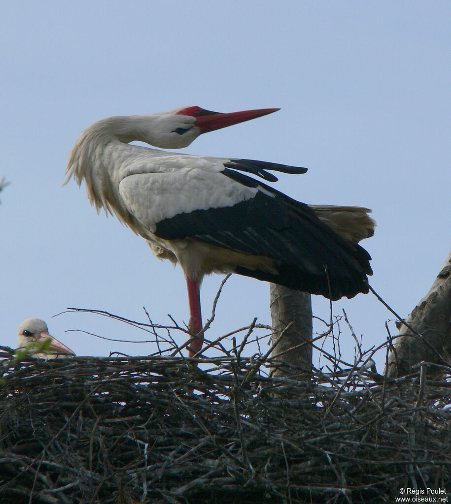 Cigogne blancheadulte, Nidification, Comportement