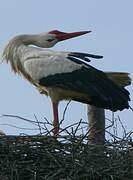 Cigogne blanche